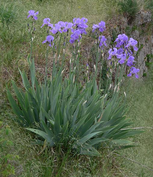 Iris germanica - Deutsche Schwertlilie - German iris