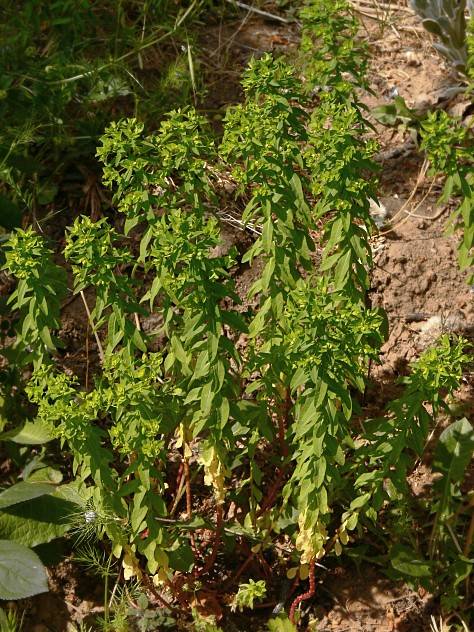 Euphorbia platyphyllos - Breitblttrige Wolfsmilch - broad-leaved spurge