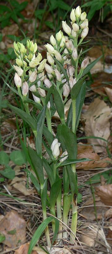 Cephalanthera damasonium - Weies Waldvgelein - white helleborine