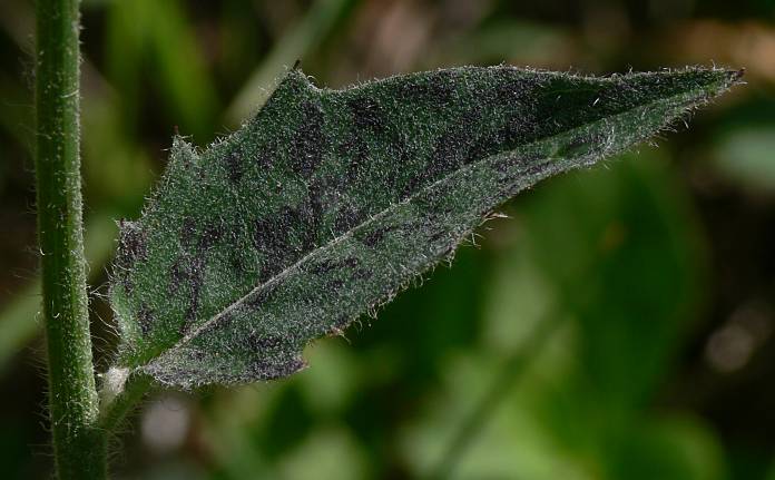 Hieracium maculatum ? - Geflecktes Habichtskraut - spotted hawkweed