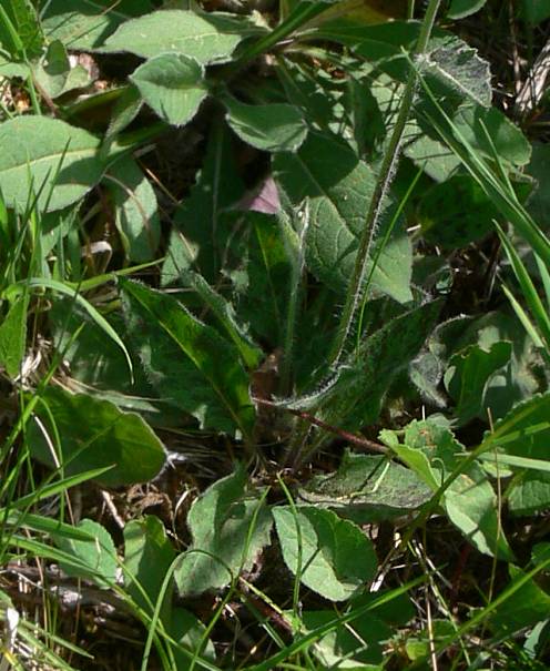 Hieracium maculatum ? - Geflecktes Habichtskraut - spotted hawkweed