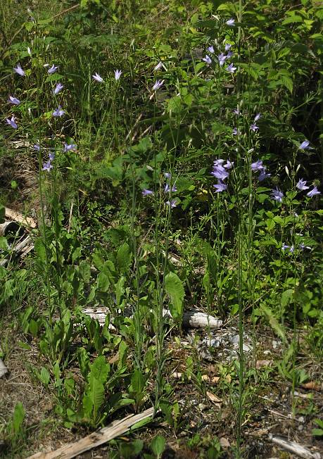 Campanula rapunculus - Rapunzel-Glockenblume - rampion bellflower