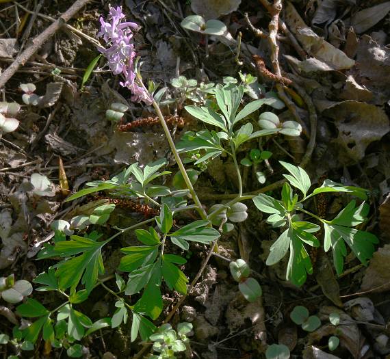 Corydalis cava - Hohler Lerchensporn - holewort